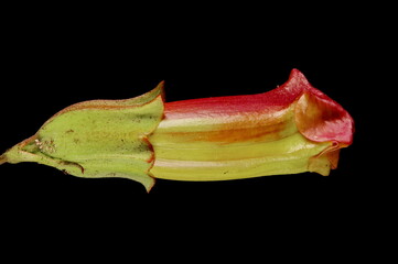 Hardy Gloxinia (Incarvillea delavayi). Floral Bud Closeup