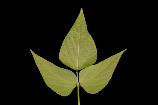 Common Bean (Phaseolus vulgaris). Leaf Closeup