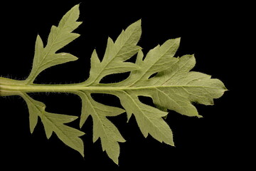 Common Poppy (Papaver rhoeas). Leaf Closeup