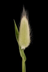 Hare's Tail (Lagurus ovatus). Immature Panicle Closeup