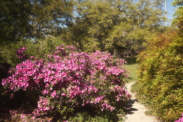Beautiful flowers in a park in Charleston SC