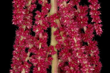 Love-Lies-Bleeding (Amaranthus caudatus). Inflorescence Detail Closeup