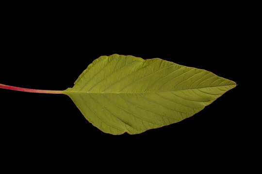 Love-Lies-Bleeding (Amaranthus caudatus). Leaf Closeup