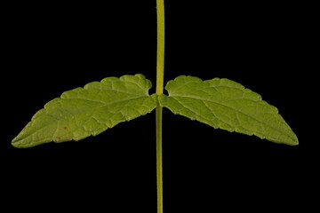 Common Skullcap (Scutellaria galericulata). Leaf Pair Closeup
