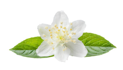 Obraz na płótnie Canvas White jasmine flower isolated on transparent background.