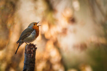 Männliches Rotkelchen singt im Wald auf Ast. Stimmungsvoll. Nahaufnahme. Treffendes Portrait.
