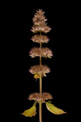 Cat-Mint (Nepeta cataria). Infructescence Closeup