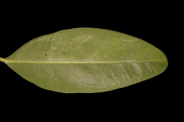 Lesser Periwinkle (Vinca minor). Isolated Leaf Closeup