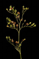 Common Figwort (Scrophularia nodosa). Infructescence Closeup
