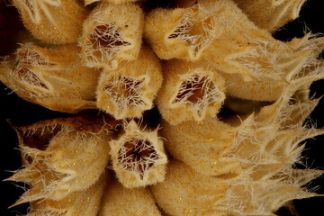 Vietnamese Balm (Elsholtzia ciliata). Mature Infructescence Detail Closeup