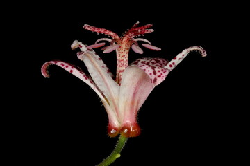 Hairy Toad Lily (Tricyrtis hirta). Flower Closeup