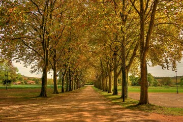 Naklejka premium Chemin au milieu d'une rangée d'arbres.