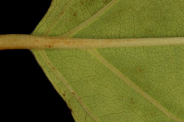 Japanese Knotweed (Reynoutria japonica). Leaf Detail Closeup