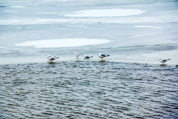 Seagulls or Larus on the ice of a river on a bright sunny winter day.