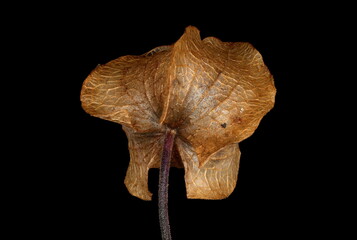 Apple-of-Peru (Nicandra physalodes). Fruiting Calyx Closeup
