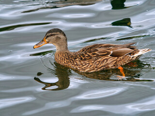 Female Mallard swimming on a river with reflections against calm soft grey water
