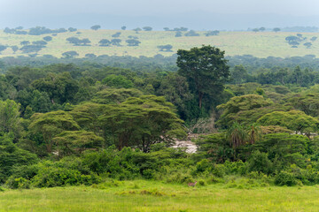 Fototapeta na wymiar Grüne afrikanische Landschaft mit Flussbett und hohen Bäumen 