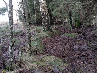 Forest litter with grass covered with a thick layer of leaves. Moss and tall grass in the forest in the middle of a birch grove.