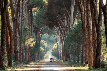 Märchenhafter Weg, umgeben von majestätischen Pinienkernbäumen: Eintauchen in die friedliche Natur. - obrazy, fototapety, plakaty