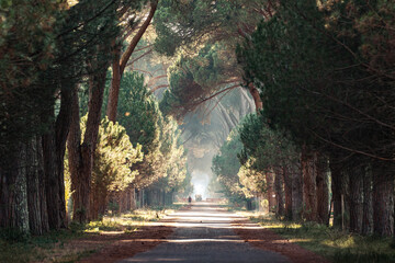 Märchenhafter Weg, umgeben von majestätischen Pinienkernbäumen: Eintauchen in die friedliche...