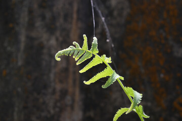 Beautiful view of the curving fresh tip of a fern leaf is being hit by the sunlight