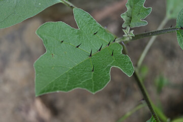 High angle view of an eggplant leaf with thorns on its surface