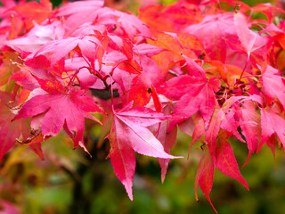 Close-up of fiery red leaves of the Acer Japanese Maple tree in October
