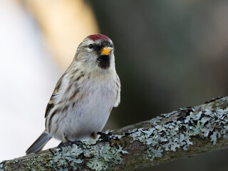 Common Redpoll