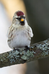 Common Redpoll