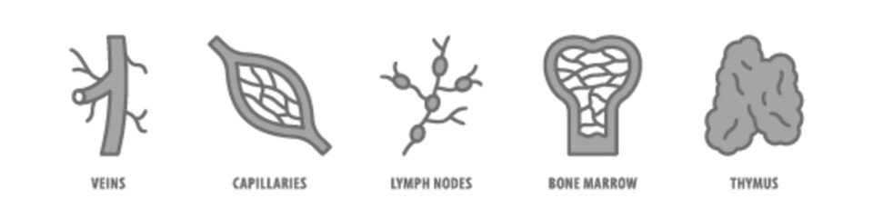Thymus, Bone marrow, Lymph nodes, Capillaries, Veins editable stroke outline icons set isolated on white background flat vector illustration.