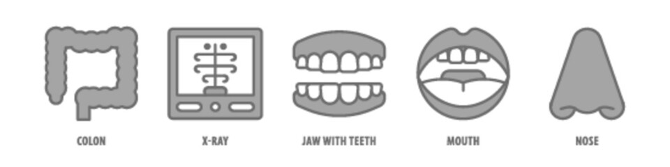 Nose, Mouth, Jaw With Teeth, X-Ray, Colon editable stroke outline icons set isolated on white background flat vector illustration.