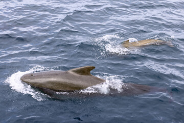 A mother pilot whale (Globicephala melas) leads her calf, their bodies slicing through the...