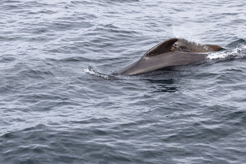 Dynamic capture of a pilot whale family (Globicephala melas) with the calf closely following its mother in the textured waters of Andenes
