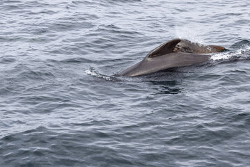Dynamic capture of a pilot whale family (Globicephala melas) with the calf closely following its...