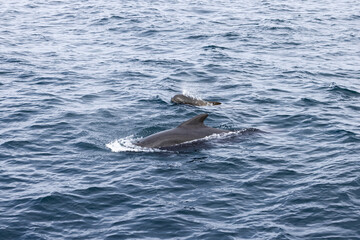 Fototapeta premium A pilot whale calf closely follows its mother, their sleek bodies parting the cool waters of the Arctic near Norway's shores