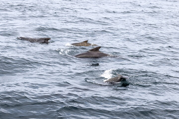 Fototapeta premium The deep blue of the Andenes sea is home to a family of pilot whales (Globicephala melas) captured mid-swim, with the young calves in their element. Lofoten Islands, Norway