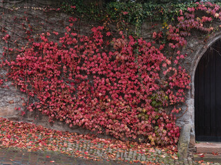 Herbstliches Wetter, Buntgefärbtes Weinlaub an Mauer