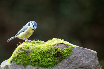Blue Tit (Cyanistes caeruleus) standing on a mossy stone in a British back garden in Winter. Leicestershire, UK