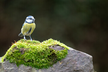 Blue Tit (Cyanistes caeruleus) standing on a mossy stone in a British back garden in Winter. Leicestershire, UK