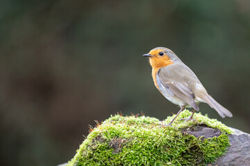 Robin (erithacus rubecula) standing on a mossy stone in a British back garden in Winter. Leicestershire, UK