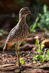 Frontal view of an adult Spotted thick-knee (Burhinus capensis).