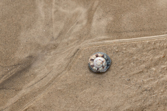 Top shell on sandy beach