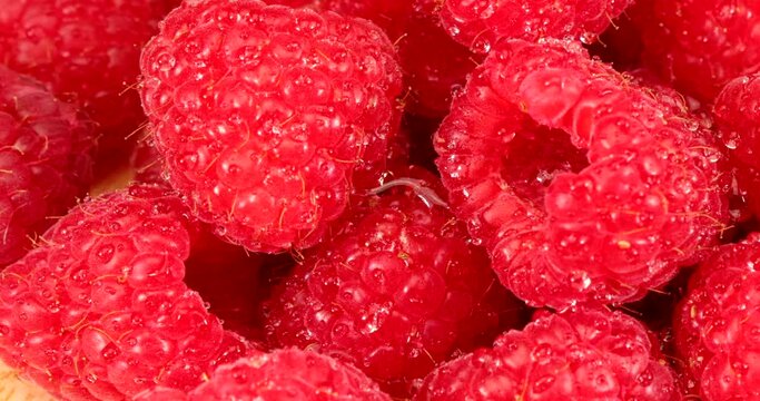 Video of fresh red raspberries in extreme close up. Their antioxidants and pigments, the flavonoids, have health-promoting properties
