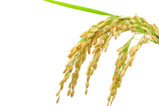 ears of rice close up