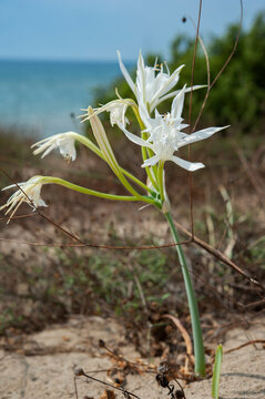 Pancratium maritimum, is a species of bulbous plant native to the Canary Islands and both sides of the Mediterranean region.