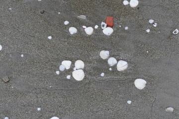 Oyster shells in the sandy beach.