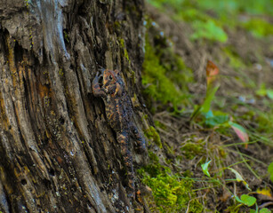 Blending in