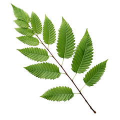 a brunch of Alder leaf isolated on white background
