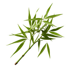 Fototapeta premium a brunch of Bamboo leaf isolated on white background
