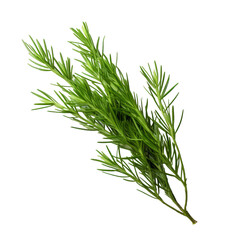 a brunch of Cypress needle isolated on white background